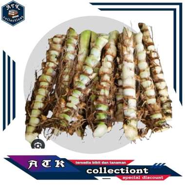bibit rumput odot kualitas super 1 kg model pakan ternak