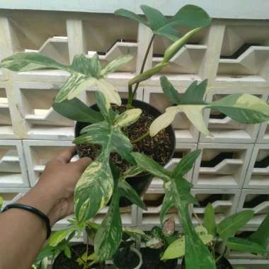 Philodendron Florida Beauty Variegata