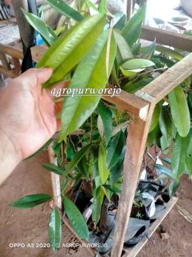 Bibit Durian D24 - Durian Sultan - Super Okulasi