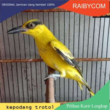 Burung Kepodang Emas Bali Anakan Kepudang Mas Muda Trotol