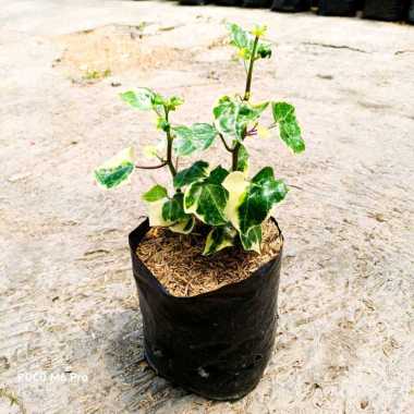 tanaman hias gantung english ivy daun tebal