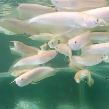 Arwana Arowana Silver Albino 27-30 cm