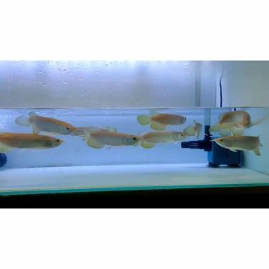 Arwana Arowana Golden Red (RTG) size 20 cm 16 cm