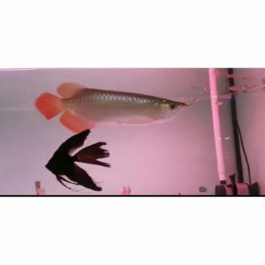 Arwana Arowana Super Red Blood & Chili Red
