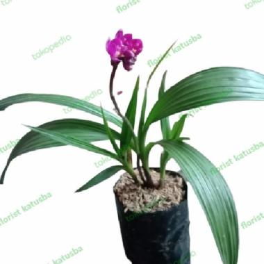 Tanaman Anggrek Tanah