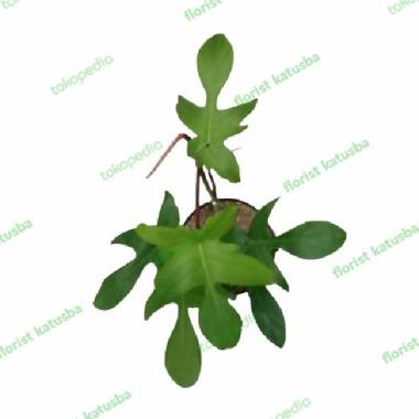 Tanaman Hias Daun Philodendron Florida Green Hias