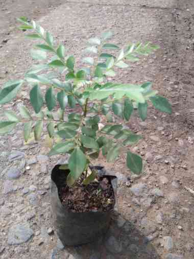 Bibit Tanaman Salam Koja - Daun Kari -Beragam manfaat