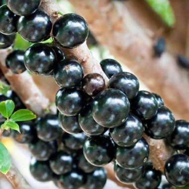 Tanaman Buah Anggur Pohon / JABOTICABA - Tinggi 1 Meter