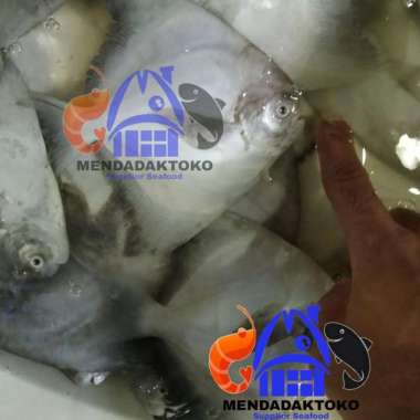 ikan bawal putih fresh size kecil | seafood | hasil laut segar 1kg
