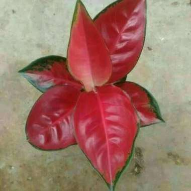 Tanaman Hias Aglonema Suksom - Tanaman Hias Aglaonema Suksom