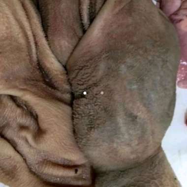 Babat kambing bersih 1kg