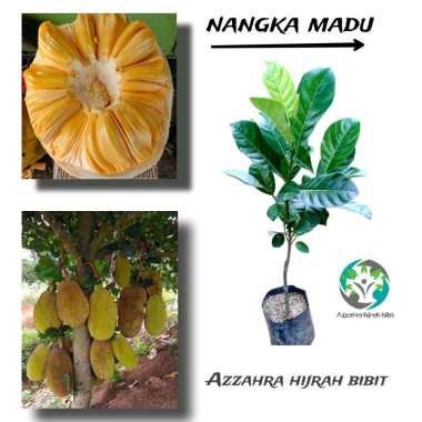 Azzahra hijrah bibit tanaman bibit nangka madu asli nangka madu okulasi