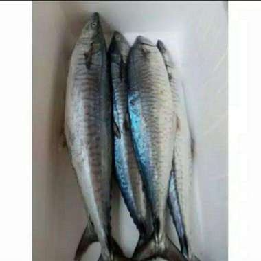 Ikan tenggiri fresh potongan - 500 gram