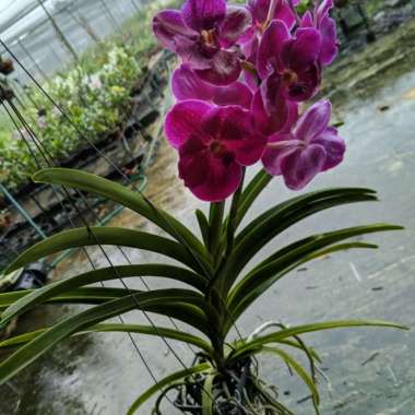 Anggrek Vanda gantung bunga ungu tua / anggrek Vanda besar