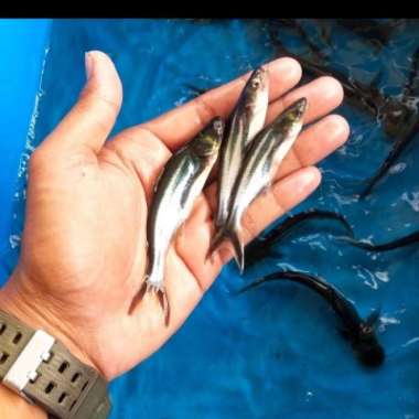 bibit ikan patin Multivariasi Multicolor