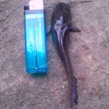 paket bibit ikan lele sangkuriang isi 50 ekor ukuran : 12-13cm Multivariasi Multicolor