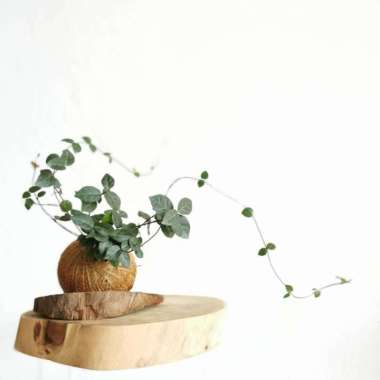 Kokedama - Climbing Fig Dolar Rambat Mini Multivariasi Multicolor