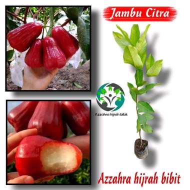 Azzahra hijrah bibit paket murah bibit jambu madu citra merah 3 pohon