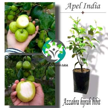 AZZAHRA HIJRAH BIBIT bibit tanaman apel India/bibit apel futsa