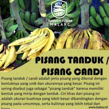 Buah Pisang Tanduk per 1 sisir / Pisang Candi 1 tandan Pisang Tanduk