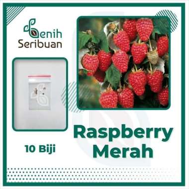 Benih Seribuan - 10 Bibit Buah Raspberry Merah Unggul RASPBERRY MERAH
