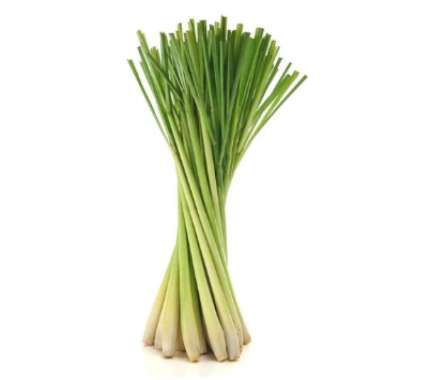 SEREH SEGAR 500 gr