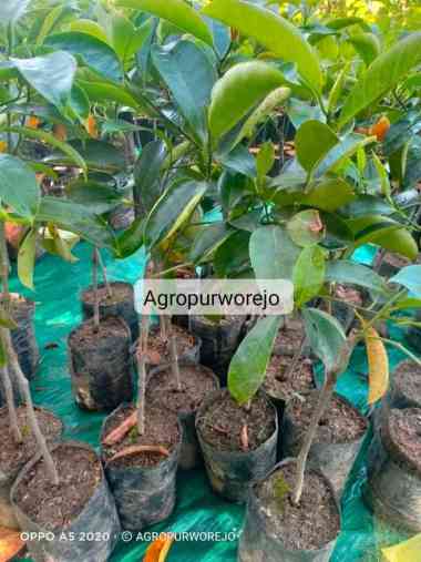 Bibit Tanaman Buah Cempedak "Nongko Cino" - Kualitas Unggulan Siap Tanam