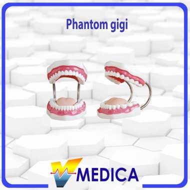 Phantom Gigi Anak / Phantom Gigi Dewasa / Manekin Gigi Alat Peraga GIGI ANAK