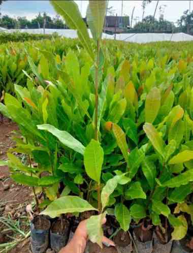 Bibit Tanaman Jambu Monyet - Jambu Mede - Jambu Mete - Berbuah Lebat