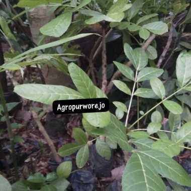 Bibit Tanaman Langka Kunto Bimo / Pohon Sosis - Tanaman Unik beragam manfaat