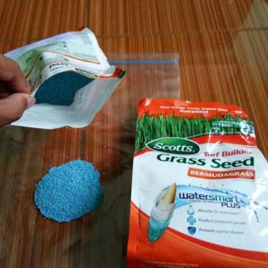 Benih Rumput Bermuda Grass Seed