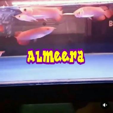 Arwana Arowana Super Red Blood & Chili Red size 16 - 17 cm