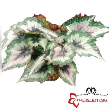 Tanaman Hias Begonia Pelangi Spa Ukuran Jumbo