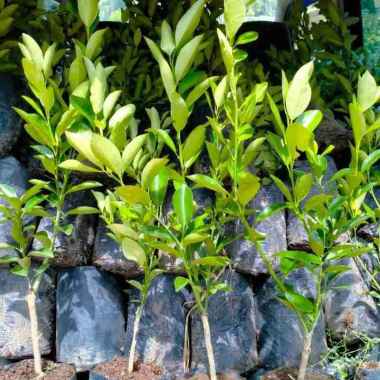 BibitTanaman Jeruk Kasturi/Golden Lime