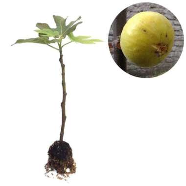 Tanaman Buah Tin Conadria