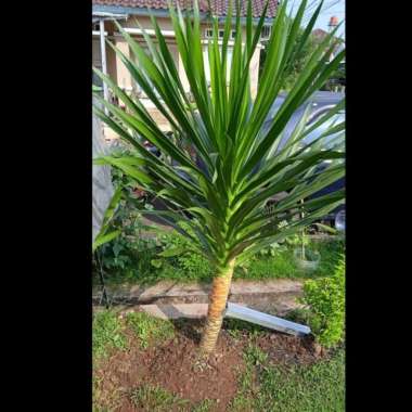 Tanaman Hias Pandan Bali 1 meter | Pohon Pandan Bali