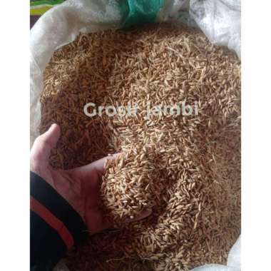 Gabah padi untuk pakan ayam burung unggas hamster 1 kg