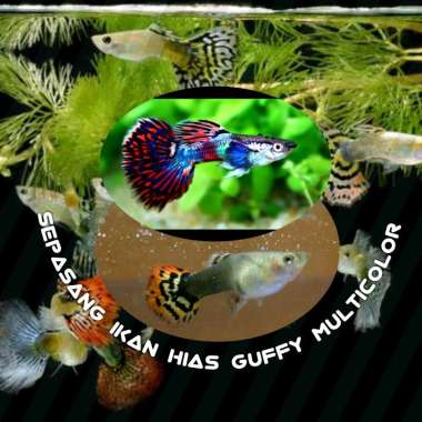 Ikan Hias Guppy Sepasang Hiasan Aquascape 2 Pasang