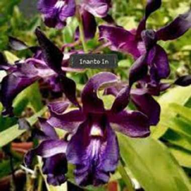 Anggrek Dendrobium Mr &amp; Mrs Inanto Remaja