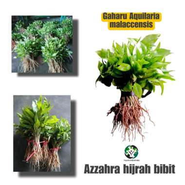 Azzahra hijrah bibit tanaman gaharu aquilaria malaccensis 100 cabutan