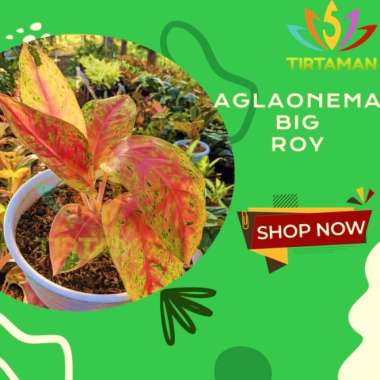 Aglonema Big Roy / Aglaonema Lulaiwan Multivariasi Multicolor