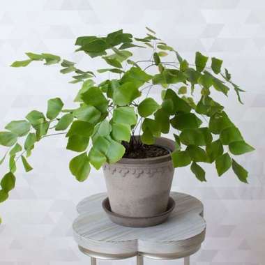 Adiantum Peruvianum | Suplir Gajah | Daun besar Multivariasi Multicolor