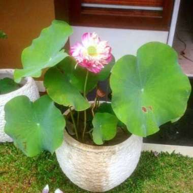 Tanaman Air Bunga Lotus Kolam Multivariasi Multicolor