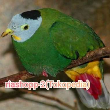burung punai haji walik haji langka istimewa Multivariasi Multicolor