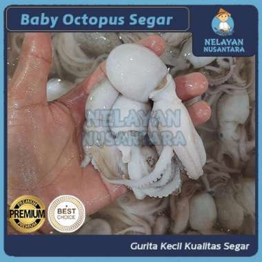 Harga octopus segar 1kg Terbaru Nov 2024 |BigGo Indonesia