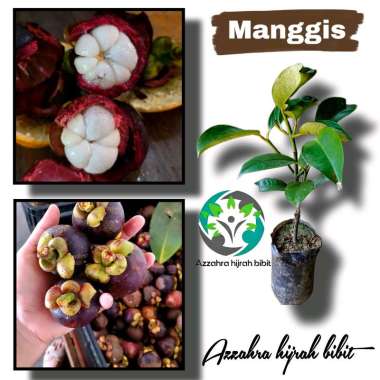 Azzahra hijrah bibit tanaman manggis Super/bibit manggis manis/bibit Unggul