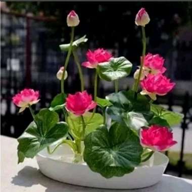 biji benih lotus teratai varian warna