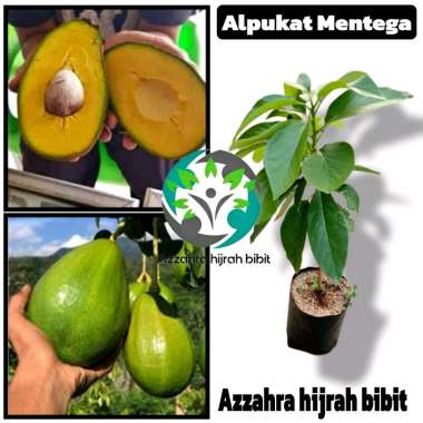 Azzahra hijrah bibit tanaman Avocado Butter/bibit tanaman alpukat mentega/alpukat mentega super