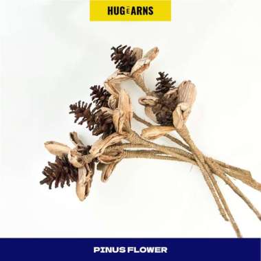 HUGeARNS - Bunga Pinus Kering Buah CEMARA Pine Cone Mini Jumbo Besar Properti Foto Mahar Dekorasi Ru