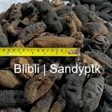 Teripang Kiku Hai Sim Hoi Sem HoiSem Haisim Sea Cucumber Trepang Timun Laut Sea Cucumber Kalimantan